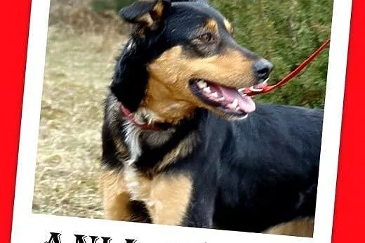 14kg,łagodna,delikatna,przyjazna suczka ANIA.Adopc