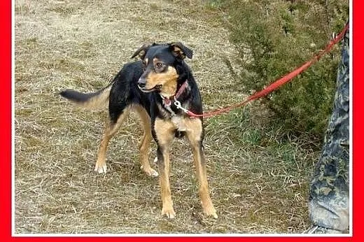 14kg,łagodna,delikatna,przyjazna suczka ANIA.Adopc