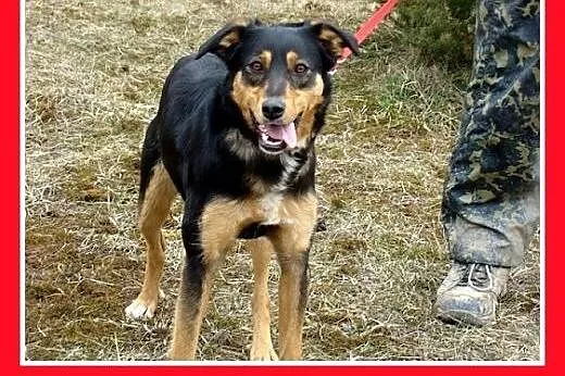 14kg,łagodna,delikatna,przyjazna suczka ANIA.Adopc