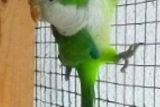 SPRZEDAM TRZY PARY MNICHÓW ZIELONYCH, Podkarpackie, Przeworsk