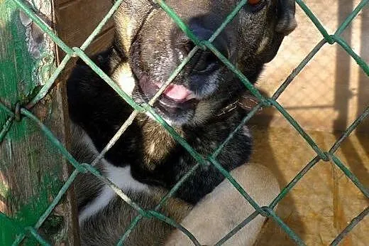 Przytul do serca bezdomnego Gucia...,  śląskie Kat