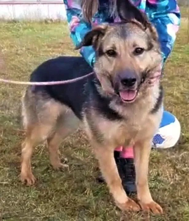 BETTY - cudowna sunia w typie owczarka szuka domu!, Mazowieckie, Warszawa