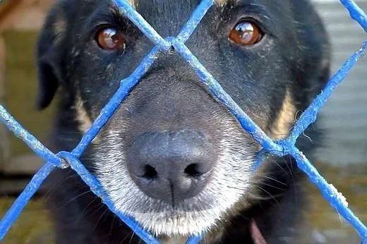 Nie zapomnij o mnie - Irysek czeka na pomoc... FIL