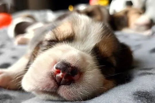 Śliczne Beagle metryka czip wyprawka
