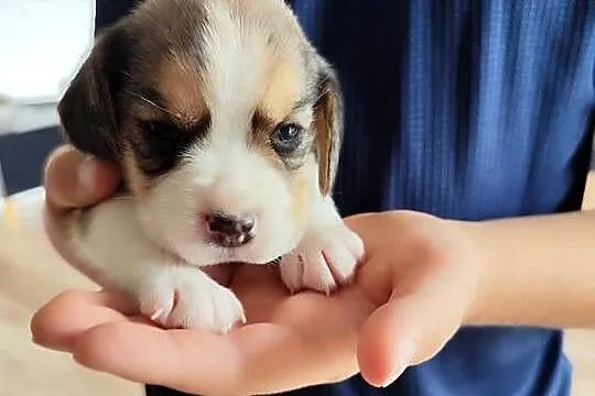 Śliczne Beagle metryka czip wyprawka, Łódzkie, Poddębice