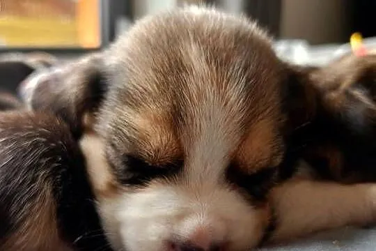 Śliczne Beagle metryka czip wyprawka, Łódzkie, Poddębice