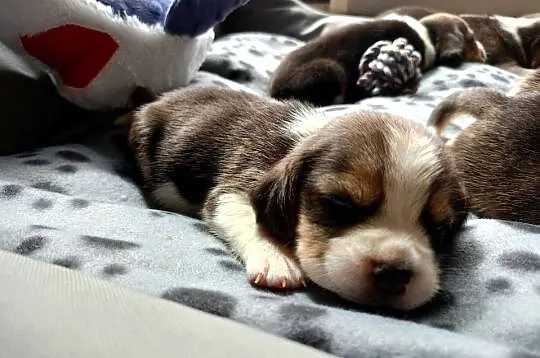 Śliczne Beagle metryka czip wyprawka, Łódzkie, Poddębice