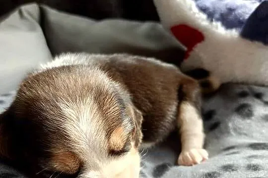 Śliczne Beagle metryka czip wyprawka, Łódzkie, Poddębice
