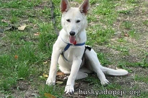 SUMMER- cudowny szczeniak mix husky do adopcji ,  
