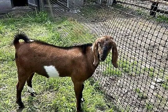 Sprzedam młodego koziołka anglonubijskiego, Lubelskie, Łuszczów Pierwszy