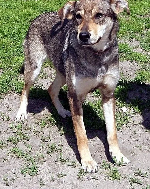 Sara kochana, łagodna, delikatna suczka mix husky,