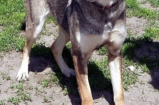 Sara kochana, łagodna, delikatna suczka mix husky, śląskie Katowice