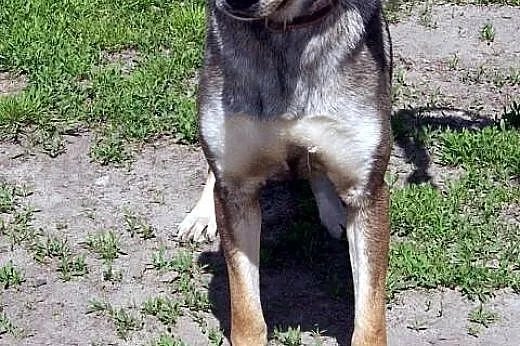 Sara kochana, łagodna, delikatna suczka mix husky,