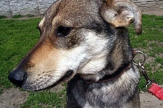 Sara kochana, łagodna, delikatna suczka mix husky,