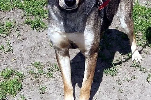 Sara kochana, łagodna, delikatna suczka mix husky,