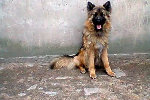 Pies Borys,  mazowieckie Legionowo
