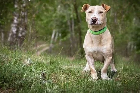 Toska - piękna, oryginalna sunia do adopcji,  pomo