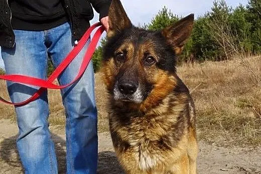 Tedi – piękny,  dostojny   owczarek .,  mazowieckie Warszawa