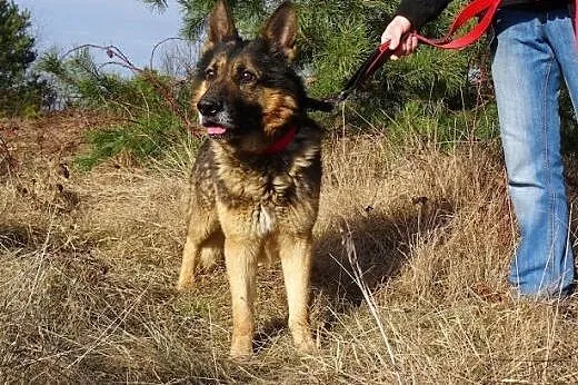 Tedi – piękny,  dostojny   owczarek .,  