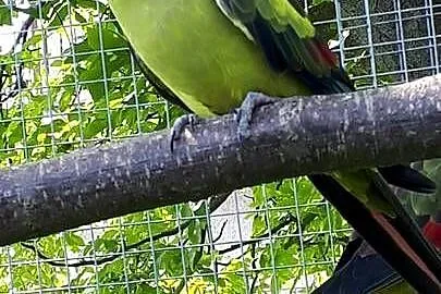 Papuga górska (berg) samica 24r
