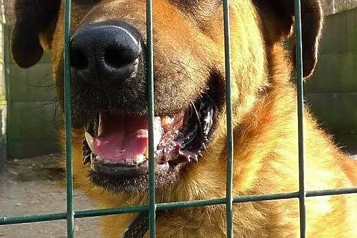 Gustaw potrzebuje domu z ogrodem, dobrymi ludżmi, 