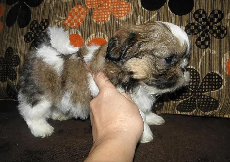 SHIH TZU maluszki tri-color i biało czarne--będą m