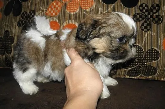 SHIH TZU maluszki tri-color i biało czarne--będą m