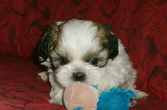 SHIH TZU maluszki tri-color i biało czarne--będą m