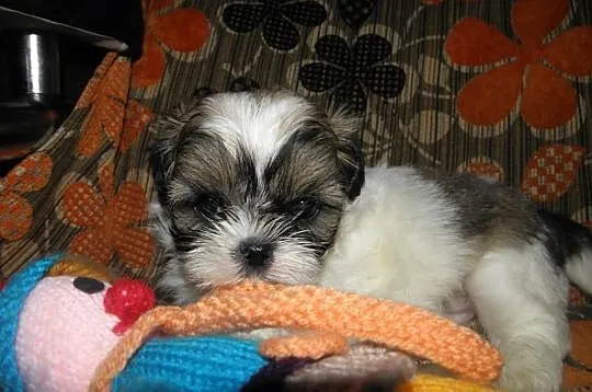 SHIH TZU maluszki tri-color i biało czarne--będą m
