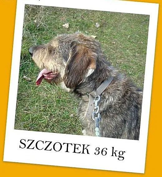 Sznaucer olbrzym mix,pieprz i sól,łagodny,wesoły p