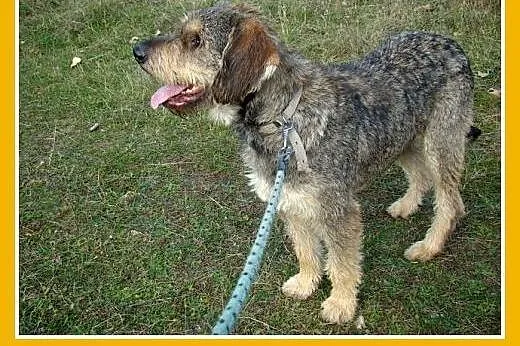 Sznaucer olbrzym mix,pieprz i sól,łagodny,wesoły p