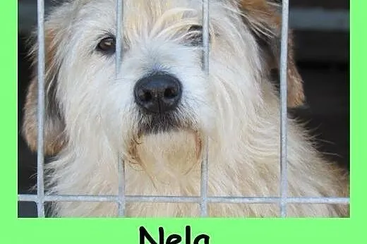 Nela - super sunia na kolanka, śląskie Katowice