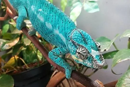 Kameleon lamparci Nosy faly