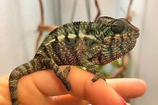 Kameleon lamparci Nosy faly, Zachodniopomorskie, Koszalin
