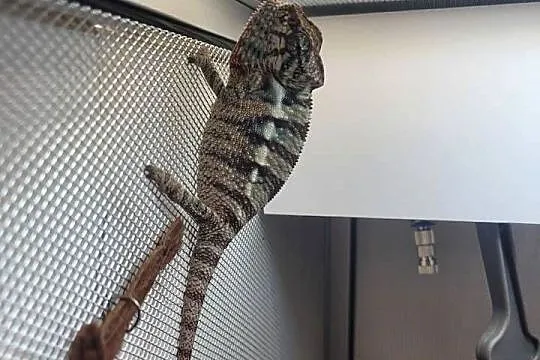Kameleon lamparci Nosy faly, Zachodniopomorskie, Koszalin