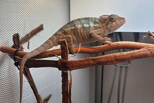 Kameleon lamparci Nosy faly, Zachodniopomorskie, Koszalin