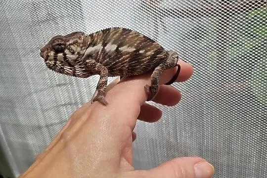 Kameleon lamparci Nosy faly, Zachodniopomorskie, Koszalin