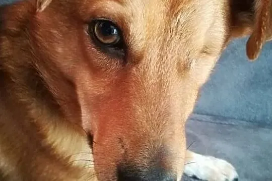 Wiele wycierpiałem ale wierzę, że znajdę kochający domek na zawsze, Wielkopolskie, Poznań