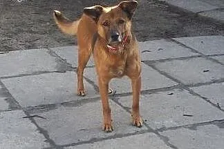 ADOPCJA KAJTKA,  małopolskie Kraków