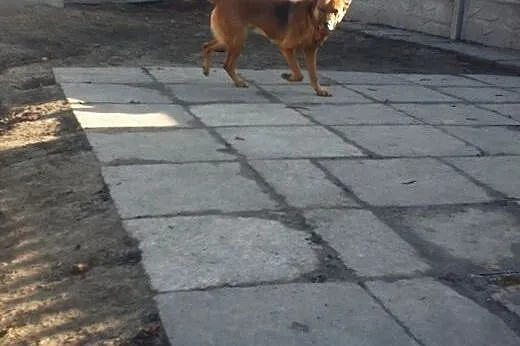 ADOPCJA KAJTKA,  małopolskie Kraków