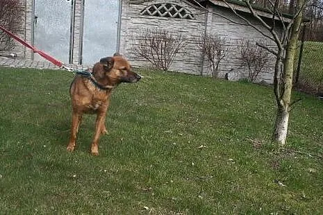 ADOPCJA KAJTKA,  małopolskie Kraków