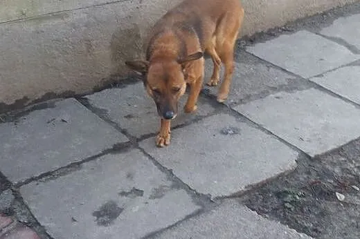 ADOPCJA KAJTKA,  małopolskie Kraków
