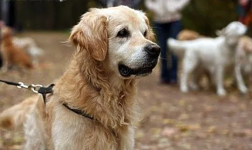 Golden Retriever WALLY - do adopcji, mazowieckie