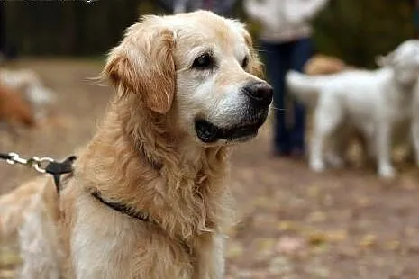 Golden Retriever WALLY - do adopcji,  mazowieckie 