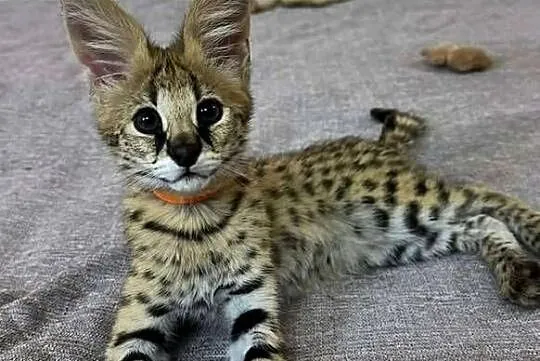 Savannah