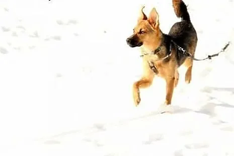Hermiona - zimny nosek, 4 łapy i merdający ogon :)