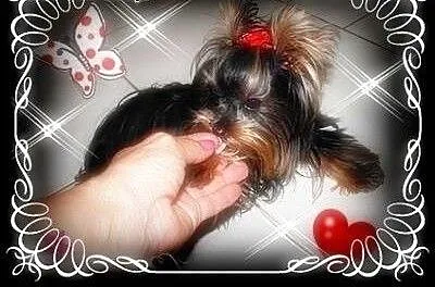 York,yorkshire terrier! ELITARNE MINI CUDEŃKA-XXXS