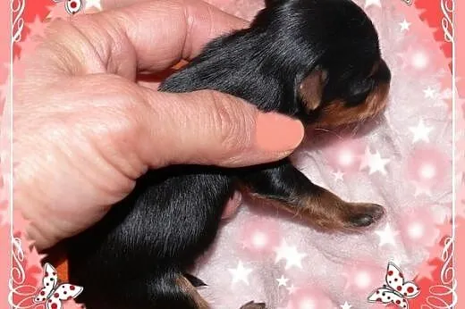 York,yorkshire terrier! ELITARNE MINI CUDEŃKA-XXXS