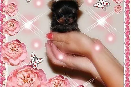 York,yorkshire terrier! ELITARNE MINI CUDEŃKA-XXXS