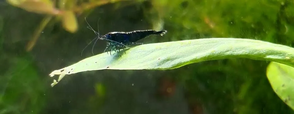 Neocaridina Blue Velvet/Black Rose, Małopolskie, Kraków